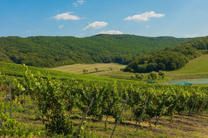 The vineyard on a hot summer day, grapes are ripening and the sky is clear.